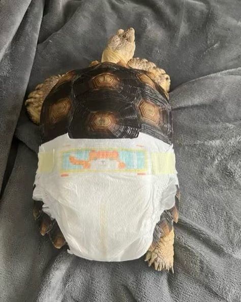 A collection of turtles wearing diapers. Turtles can wear diapers for a variety of reasons. Researchers use the diapers to study eating habits of turtles and how they process nutrients. Potty training is also one of the main reasons for the diapers whenever these animals are being protected indoors. Baby turtles and tortoises may sometimes wear their eggshells like diapers when they are having trouble breaking out of the egg. Turtle Eggs, Baby Turtles, Potty Training, The Egg, Egg Shells, To Study, Eating Habits, Turtles, Tortoise