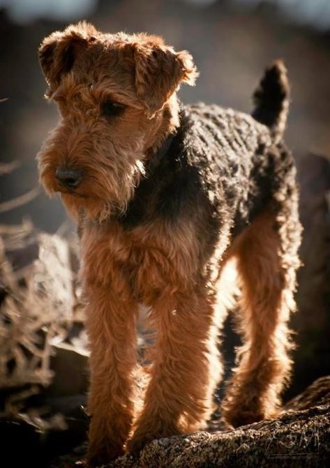 Welch Terrier, Chat Diy, Airedale Dogs, Schnauzer Mix, Lakeland Terrier, Welsh Terrier, Wire Fox Terrier, About Dogs, Airedale Terrier