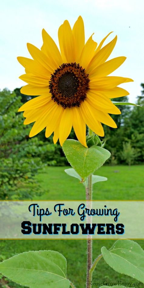 Whether you are growing sunflowers for their beauty or to harvest the seeds, knowing a few tips can help. I am going to go over a few tips for growing sunflowers as well as some of the types and uses of them. Sunflower Care Tips, Sunflower Patch Garden, Growing Sunflowers In Pots, How To Plant Sunflower Seeds, Sunflower Planting Tips, Sunflower Farming, Growing Sunflowers From Seed, Sunflower In A Pot, Sunflower Growing