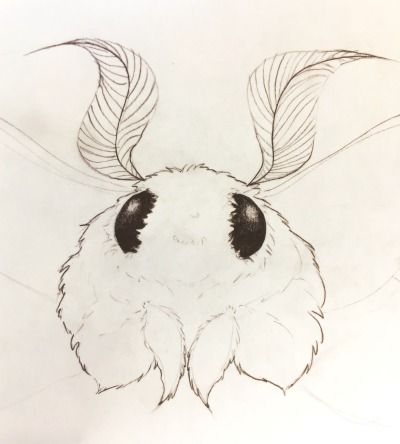 Moth Drawing Cute, Moth Drawing, Cute Moth, Moth Art, Arte Sketchbook, Cute Animal Drawings, Cute Creatures, A Drawing, Cute Doodles