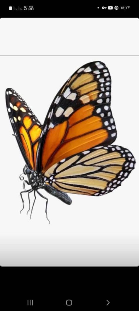 Monarch Butterflies Photography, Monarch Butterflies Art, Borboleta Tattoo, Butterfly Art Drawing, Butterfly Sketch, Maya Art, Beautiful Butterfly Photography, Butterfly Art Painting, Butterflies Art