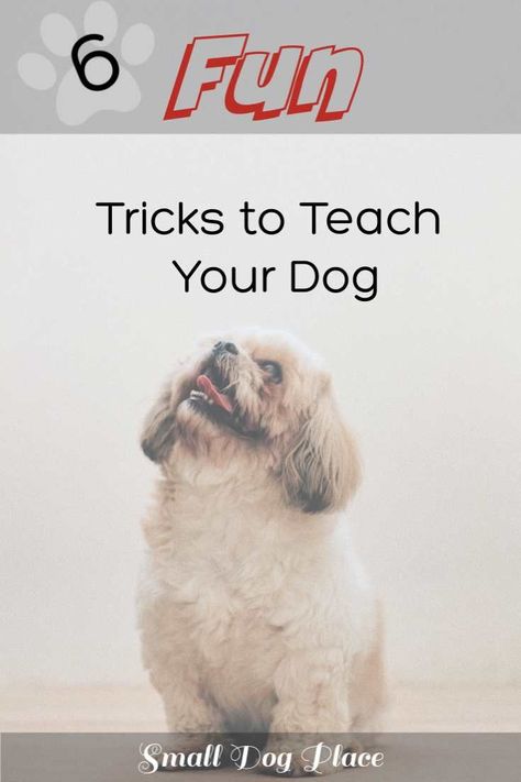 Jul 12, 6 Fun Dog Tricks to Teach Your Puppy Unique Dog Tricks, Simple Dog Tricks, Tricks To Teach Your Puppy, Dog Tricks Easy, Dogs Tips, Cute Small Dogs, Dog Tricks, Clever Dog, Have Fun Teaching