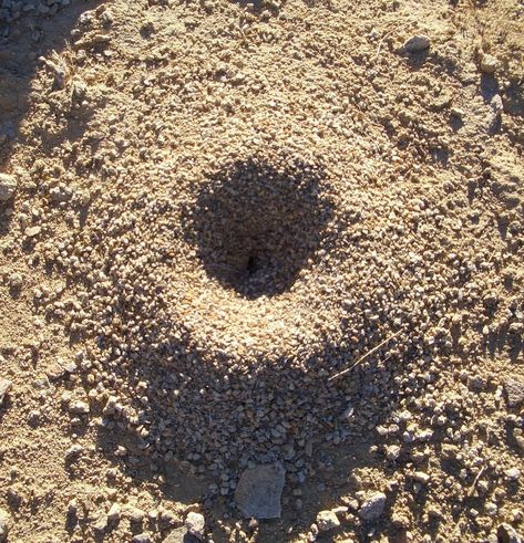 Ant nest Kill Ants Naturally, Ant Trail, Sugar Ants, Diatomaceous Earth Food Grade, Ants In House, Kill Ants, Black Ants, Fire Ants, Insect Pest