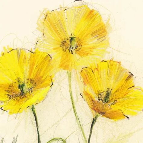 Welsh Poppies, Claudia Lowry, Contemporary Botanical Art, Wildflower Drawing, Observational Drawing, Colour Pencil, Flower Sketches, Floral Drawing, Pencil On Paper