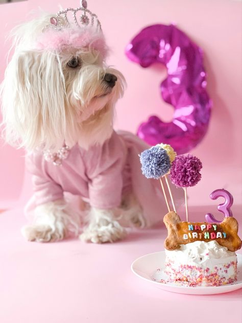 Dog Birthday Photoshoot, Poppy Birthday, Doggy Treats, Puppy Pics, Pet Party, Pet Birthday, Ankle Bracelets Diy, Pet Photos, Dog Birthday Party