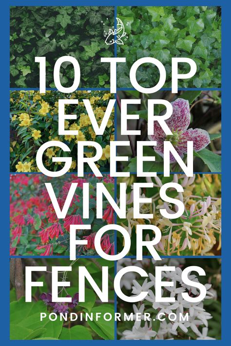 Transform your fence into a green masterpiece with these 10 top evergreen vines! From the elegant English Ivy to the charming Clematis, discover the perfect climbers to add beauty and privacy to your outdoor space. Watch as these resilient vines adorn your fence year-round with lush greenery!   #EvergreenVines #ClimbingPlants #FenceDecor #GardenInspiration #Evergreen #Vines #PlantList #PlantGuide #FencePlant #Fences #PondInformer Evergreen Vines Zone 5, Vines To Grow On Fence, Evergreen Clematis Climbing Vines, Best Vines For Privacy Fence, Ivy On Fence Ideas, Ivy In Pots, Climbing Vines Fence, Ivy Fence Ideas, Vine Garden Ideas