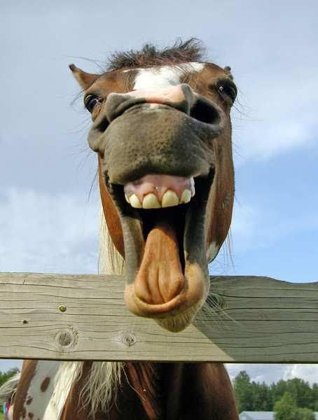 EXACTLY what you look like when you yawn on FaceTime and don't cover your mouth!  EWWWWW!!!!  Way to close!!!! Nobody wants to see that! Equine Dentistry, Funny Horse Face, Laughing Horse, Laughing Animals, Smiling Animals, Beautiful Horse Pictures, Funny Horses, Happy Birthday Meme, Horse Face