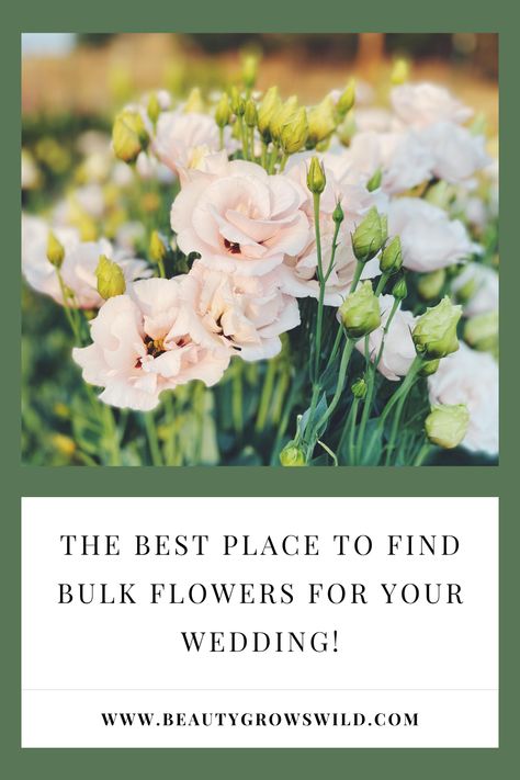 Are you considering buying bulk flowers for your wedding or another upcoming event? Here is why local flower farms are the BEST place to find bulk buckets of flowers and greenery for your event! Trader Joe's Wedding Flowers, Bulk Flowers Online, Flower Farms, Wedding Plants, Local Farm, Buy Flowers, Wholesale Flowers, Trader Joe's, Flower Farm