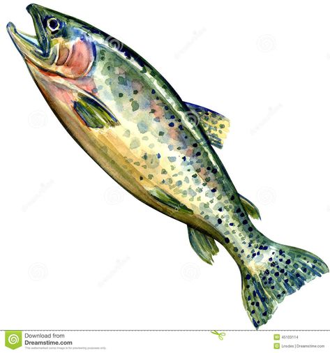 Chinook Salmon Fish. Watercolor Painting Stock Photos - Image ... Salmon Drawing, Fish Watercolor Painting, Salmon Art, Coho Salmon, Chinook Salmon, Fish Paintings, Fish Watercolor, Watercolor Fish, Watercolor Subjects