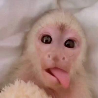 Silly Monkey Pictures, Ugly Monkey, Funny Monkey Pictures, Cute Monkey Pictures, Big Brain, Funny Monkey, Monkey Pictures, Cute Funny Pics