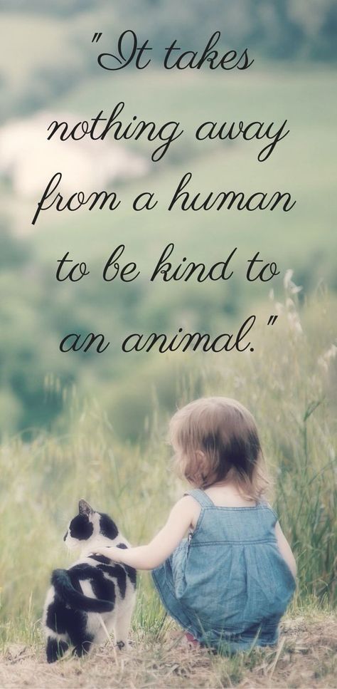 It takes nothing away from a human to be kind to an animal. ~Sayings  #kindness #kind #animal #human #attitude #quotes Animal Lover Quotes, About Animals, Animal Rights, Animal Quotes, Dog Quotes, Amazing Quotes, A Quote, Border Collie, Animals Friends