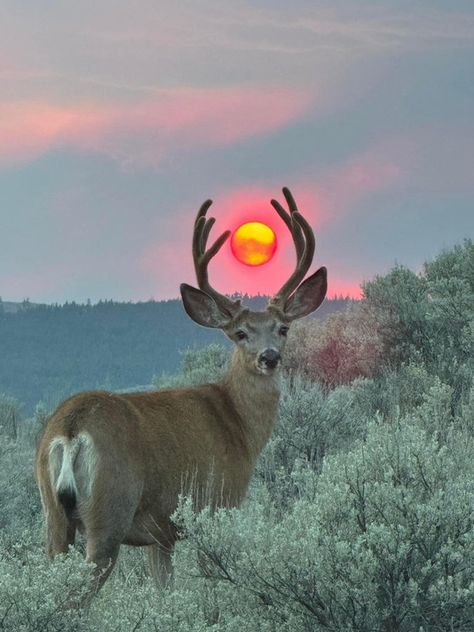 Work In Silence, Wild Animals Pictures, Bright Photos, Mule Deer, Sun Tattoo, Red Sun, Whitetail Deer, Nature Aesthetic, Art Studies