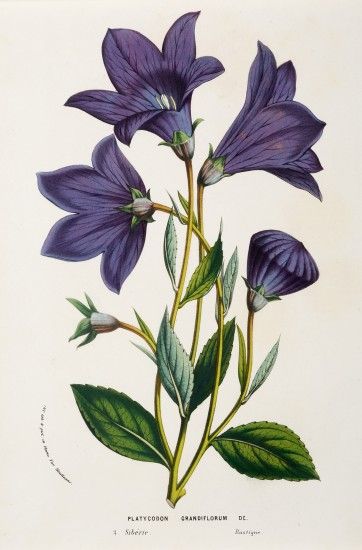 Vintage Flower Art, Illustration Botanique Vintage, Blue Bell Flowers, Clematis Flower, Vintage Flower Prints, Illustration Botanique, Botanical Illustration Vintage, Vintage Botanical Prints, Ideas Vintage