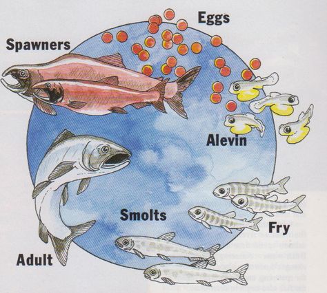 spawning Fish Unit Study, Salmon Life Cycle, Cycle For Kids, Answers In Genesis, Pacific Salmon, Animal Life Cycles, Canned Salmon, English Projects, Sea Slugs