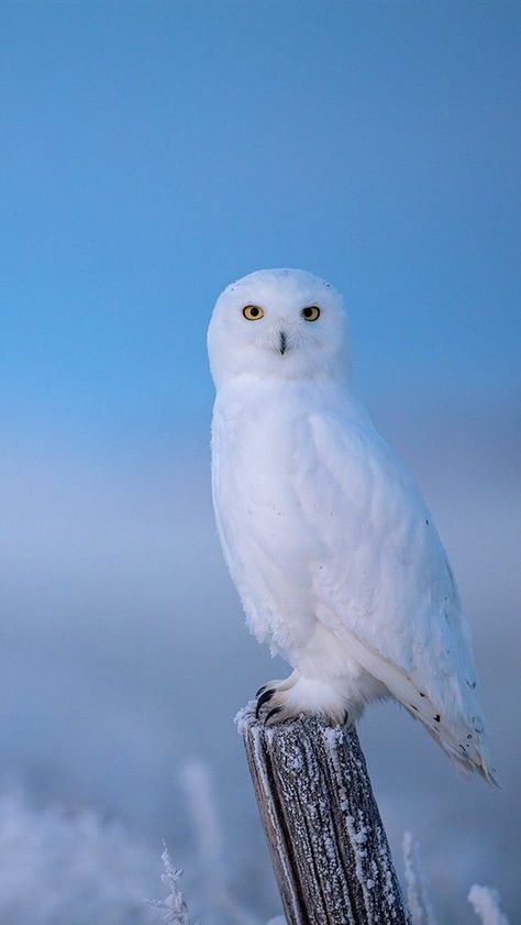 Snowy Owl Tattoo, Scary Birds, Zen Pictures, Owl Species, Snow Animals, Wild Animals Photography, Farm Pictures, Animal Medicine, Snow Owl