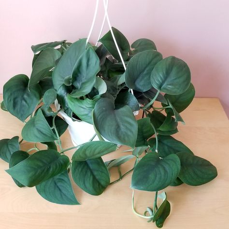 Plants Wishlist, Satin Pothos, Wishlist Plants, Plant Library, Plant Wishlist, Plant Goals, Sansevieria Trifasciata, Philodendron Monstera, Houseplants Indoor