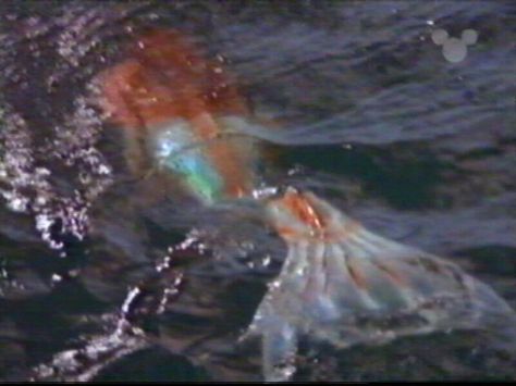 See mermaids are real!          Lol jk pic from disney movie, " The Thirteenth Year" The Thirteenth Year, Realistic Mermaid Tails, Mermaid Movies, Realistic Mermaid, Whale Song, Silicone Mermaid Tails, Mermaid Images, Life Under The Sea, Disney Channel Original