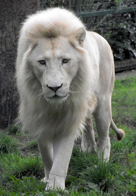 Male white lion by Samoyeddawn, via Flickr Majestic Cats, Rare Albino Animals, White Animals, Albino Animals, Lion Pictures, White Lion, Awesome Animals, Unusual Animals, Rare Animals