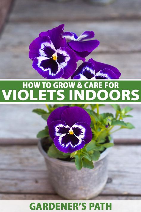 Indoor Pansies, Growing Violets, Easiest Plants To Grow, Backyard Hacks, Easy To Grow Flowers, Flower Tips, Gardening Indoors, Viola Flower, Homestead Life