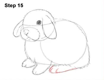 Holland Lop Bunny Drawing 15 Lop Bunny Drawing, Bunnies Drawing, Holland Lop Bunny, Holland Lop Bunnies, Lop Bunny, Lop Eared Bunny, How To Draw Ears, Bunny Birthday Party, Drawing Instructions