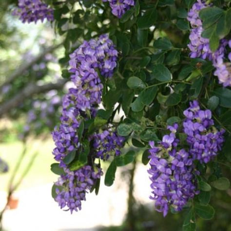 Texas Mountain Laurel, Texas Independence Day, Dianthus Barbatus, Texas Plants, Texas Native Plants, Evergreen Flowers, Laurel Tree, Awake At Night, Outside Plants