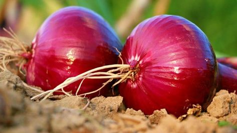 Grow Red Onions In Your Homestead In 3 Easy Ways Grow Red Onions, Onion Garden, Bawang Bombay, Starting Seeds Indoors, Blue Pumpkins, Red Onions, Natural Health Remedies, Off Grid Living, Sweet Onion