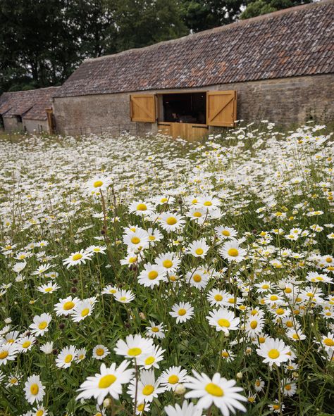 Dyrham Park is brimming with beautiful full trees in the landscape this summer. Venture further away from the main house to discover a carpet of oxeye daisies which are enveloping the old lodge in a spectacular blanket of white heads, each nodding gently in the breeze. #oxeyedaisy #nationaltrust #dyrhampark #wildflowers #capabilitybrown #discovercotswolds #cotswolds #beautifuldestinations #beautifulplaces #beautifulhomes #countryhouses #countrylife Dyrham Park, Goals 2025, Oxeye Daisy, Maine House, The Landscape, Country Life, Beautiful Destinations, Country House, This Summer