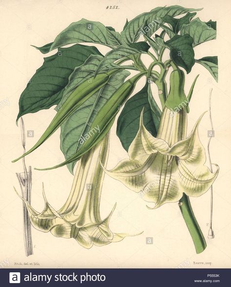 Devils Trumpet, Trumpet Tattoo, Angels Trumpet, Angel's Trumpet, Botanical Printables, Angel Trumpet, Botanical Drawing, Sir William, Scottish Artists