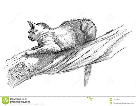 Sand Cat Drawing, Cat In A Tree Drawing, A Tree Drawing, Branch Drawing, Nature Journals, Tree Sketch, Learn To Sketch, Sand Cat, Sketching Ideas