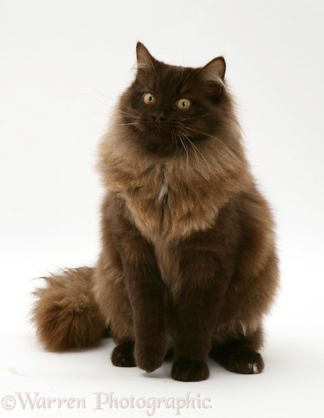 Photograph of Chocolate Birman-cross cat. Rights managed white background image. York Chocolate Cat, York Chocolate, Chocolate Cat, Domestic Cat Breeds, Cat Dark, Birman Cat, Cat Reference, Söt Katt, Cat Pose