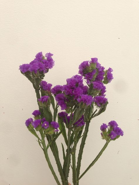 Eeuwig bloemen in huis! Limonium sinuatum - Statice. Droogbloem! Statice Flower Aesthetic, Statice Limonium, Purple Statice, Flower Identification, Flower Room, Id Design, Flower Names, Plant List, Pink Tulips