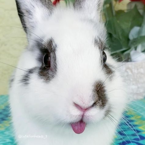 Bunny Tongue, Tongue Out Tuesday, Bunny Stuff, Funny Rabbit, Happy Bunny, Smile Teeth, Rabbit Art, Monthly Subscription, Small Animals