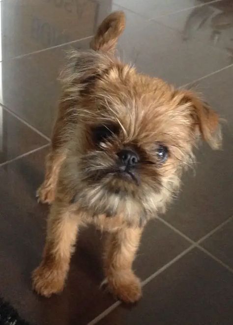 85+ Best Brussels Griffon Dog Names - The Paws Brussels Griffon Dog, Brussel Griffon Dogs, Griffin Dog, Brussels Griffon Puppies, Dog Name Ideas, Griffon Bruxellois, Best Dog Names, Griffon Dog, Christmas Date