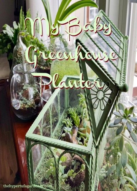 Indoor succulent garden greenhouse. Great for growing succulents and other plants in winter. Tiny Greenhouse, Indoor Succulent Garden, Potting Ideas, Succulents In Glass, Water Wise Plants, Succulent Garden Indoor, Vegetable Garden For Beginners, Pretty Garden, Raised Garden Beds Diy