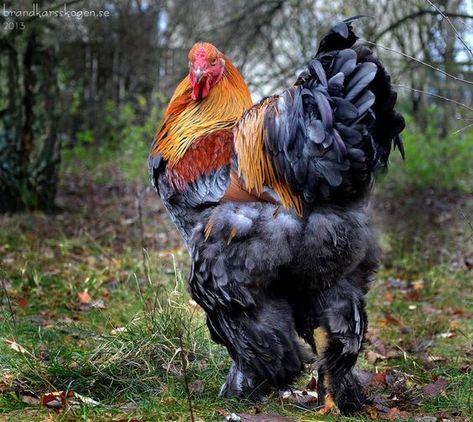 Blue partridge Brahma Roo, I LOVE MINE!! GORGEOUS !! <3: Brahma Rooster, Rooster Images, Brahma Chicken, Fancy Chickens, Beautiful Chickens, Hen Chicken, Chicken Art, Chickens And Roosters, Chicken Breeds