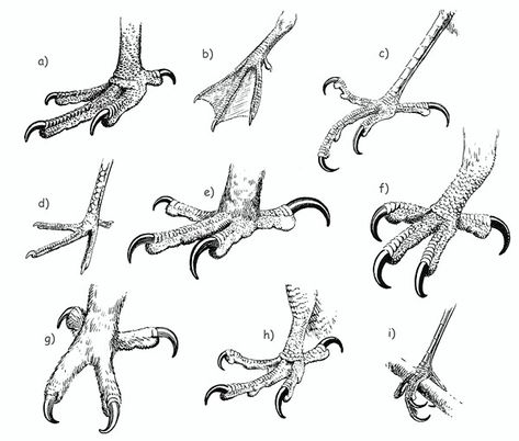 Bird feet, talons, text; How to Draw Manga/Anime Bird Talons Drawing, Feet Drawing, How To Draw Manga, Draw Manga, Bird Carving, Animal Study, Bird Wings, Anatomy Drawing, Dragon Drawing