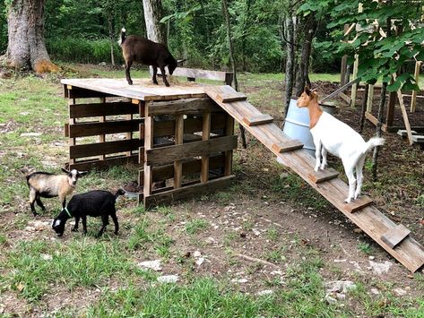 DIY Goat Playhouse & Shelter - The Little Frugal House Goat Playhouse, Diy Goat Shelter, Goat Feeder, Goat Playground, Goat Toys, Goat Shed, Livestock Shelter, Goat Shelter, Goat Pen