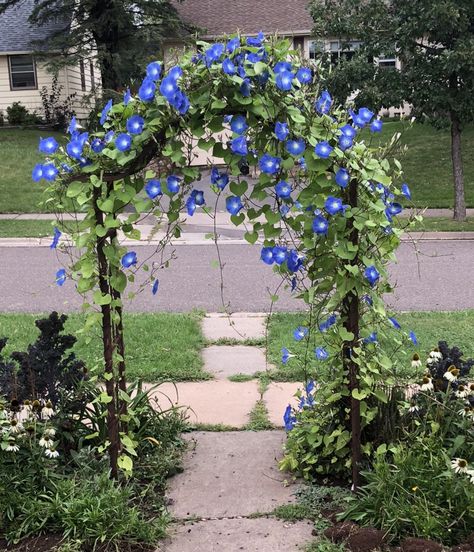 Unique Landscaping, Morning Glory Flowers, Enchanting Garden, Living Walls, Garden Decor Ideas, Vertical Gardens, Home Landscaping, Garden Yard Ideas, Garden Trellis