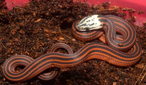 1.2 Proven Breeders CBB Red And Black Striped Snakes W/ 2 Hatchlings Bothrophthalmus Lineatus More Colubrids by Fowlkes Reptiles - MorphMarket Snakes, Red And Black, Reptiles, Black Stripes, Red, Black