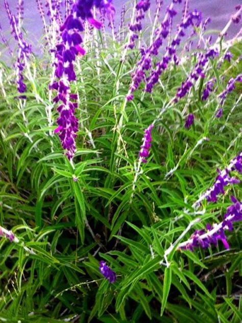 Mexican Sage Bush, Plants Journal, Eatable Flowers, Mexican Sage, Sage Bush, Mexican Garden, Commercial Landscape, Sage Plant, Plant Tips