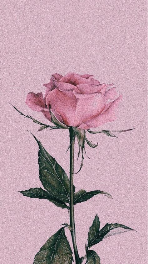 Minimal Aesthetic Instagram, Filter Photography, Aesthetic Rose, Inspiration Wallpaper, Wallpaper Inspiration, Airbrush App, Photography Lifestyle, Minimal Aesthetic, Instagram Inspiration