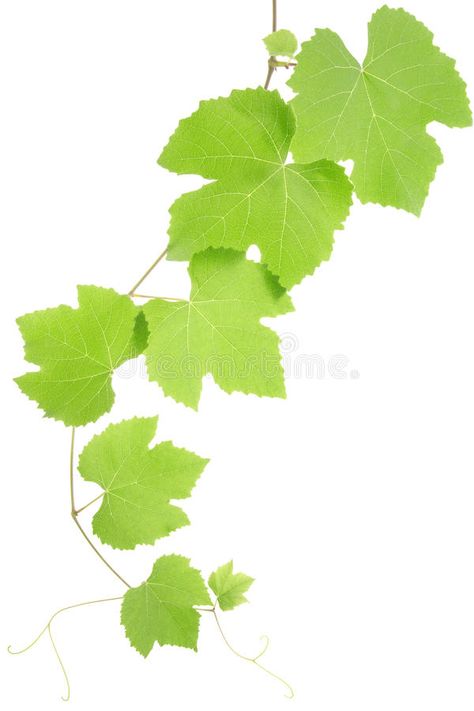 App Social, Grape Plant, Gum Trees, Frog Pond, Leaf Photography, Leaf Images, Vine Leaves, White Background Photo, Fruit Painting