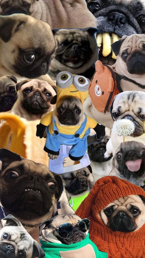 #shuffle #pug #pugshuffle #dog #shuffledog Cute Pugs Wallpapers, Cute Dorm Ideas, Pug Wallpaper, Pugs And Kisses, Cute Small Animals, Model Poses Photography, Cute Pugs, I Wallpaper, Cute Funny Animals