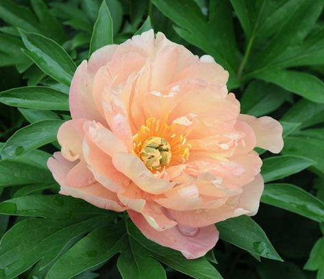 Pleasantly fragrant, Itoh Peony 'Singing in the Rain' features huge, semi-double, creamy flowers delicately flushed apricot-salmon. They encircle green carpels tipped creamy white and a ring of long golden stamens. Borne in profusion, the blooms are well presented above the lush foliage, on fairly long, strong, erect stems. Up to 3-4 ft. in height (90-120 cm). Midseason Peony Apricot Salmon, Itoh Peony, Itoh Peonies, Yellow Peonies, Paeonia Lactiflora, Coral Peonies, Lemon Flowers, Planting Shrubs, Peonies Garden