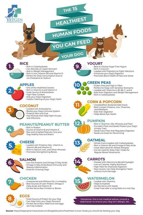 The 15 Healthiest Human Foods You Can Feed Your Dog #inkpixi #personalizedgifts #pets #dogs #dog #food #fruits #vegetables #pets #safe, https://medium.com/p/d0c0192acd76/?food What Foods Are Good For Dogs, Safe Human Foods For Dogs, Vegetables Good For Dogs, Health Dog Food Recipes, Healthy Human Food For Dogs, Half Kibble Half Raw Diet For Dogs, Foods For Dogs To Eat, People Food For Dogs, Healthy Meals For Dogs