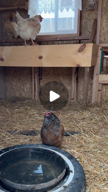 J a i m i e  E l m o - sustainability & homesteading on Instagram: "*for mild winter climates* this is a great electric free option to slow the process of freezing. 

Keeping your chickens water fresh and unfrozen in the winter can be a challenge without electricity. 

By using a rubber bucket and ping pong balls to keep the water moving around will help the water from freezing as fast!

What’s your watering system? 

#keepingchickens #backyardchickens #homesteadingtips #chickenwateringsystem" Chicken Watering System, Chicken Pens, Chicken Care, Freezing Food, Chicken Waterer, Chicken Pen, Coop Ideas, Housing Ideas, Watering System