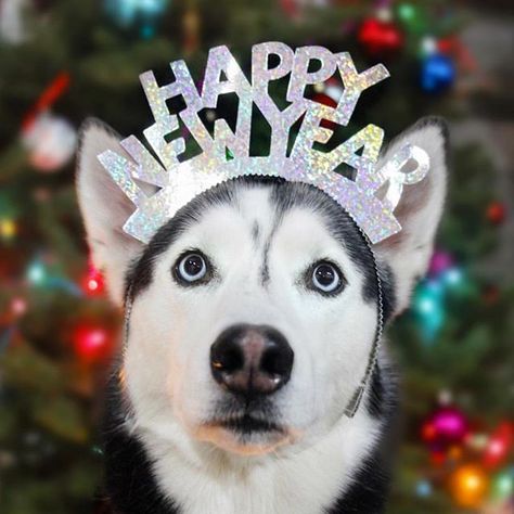 HAPPY NEW YEARS @iheartmiles Happy New Year 2024 Dogs, Happy New Year Dog Pictures, Husky Christmas Pictures, Happy New Year Dog, Husky Mom, Alaskan Husky, My Husky, Funny Husky Meme Hilarious, Husky Memes Hilarious