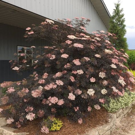 Sambucus Black Lace Elderberry Sambucus Black Lace, Black Lace Elderberry, Elderberry Shrub, Elderberry Plant, Proven Winners Plants, Proven Winners, Summer Plants, How To Attract Birds, Flowering Shrubs