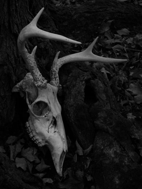 Photo by LeeAnn Hughes-Mastin Animal Skull Aesthetic, Skull Aesthetic, Elk Skull, Skull Anatomy, Skull Reference, Dark Naturalism, Baba Jaga, Animal Skeletons, Animal Skull