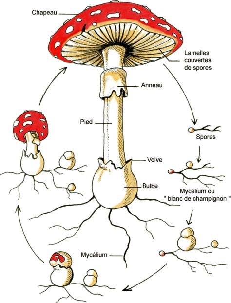 Les champignons forestiers - Mystere Naturel Mushroom Identification, Nature School, Permaculture Design, Decorate Notebook, Mushroom Art, Nature Study, Healing Herbs, Nature Activities, Explore Nature